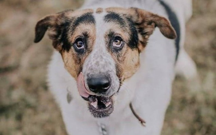 Zbiórka Zbiórka dla Ratujemy Kundelki - zdjęcie główne
