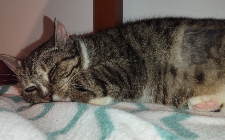 Zbiórka Rezonans magnetyczny dla Fleur - zdjęcie główne