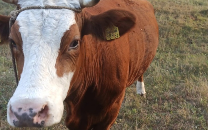 Zbiórka Malina - Skazana na rzeź - zdjęcie główne
