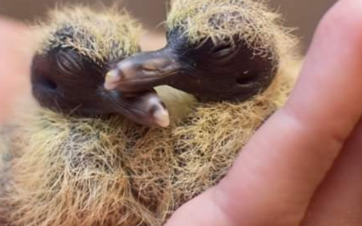 Zbiórka Leczenie i operacje grusiaków - zdjęcie główne