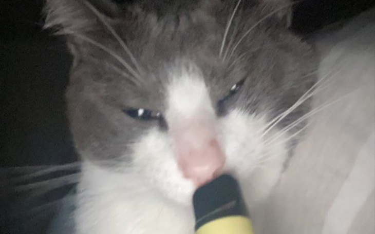 Zbiórka Pomoc dla głodującego zwierzaka - zdjęcie główne