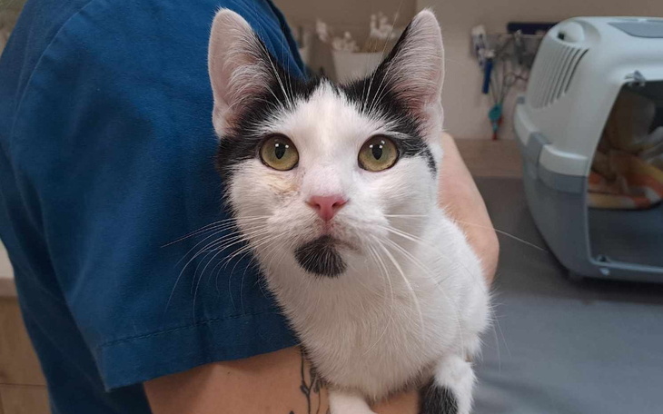 Kot trzymany na rękach przez weterynarza, z wyrazem spokoju.