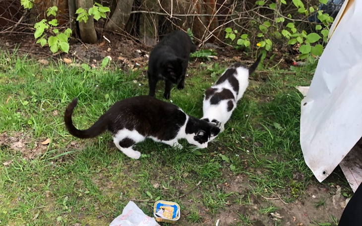 Trzy koty bawiące się na trawie.