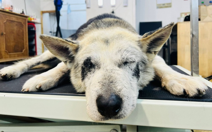 Zbiórka Walka o zdrowie Dantego - zdjęcie główne