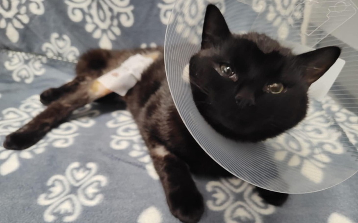 Kot w kołnierzu ochronnym po operacji.