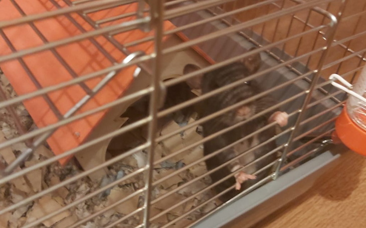 Zbiórka Karma dla zwierzątek 3 - zdjęcie główne