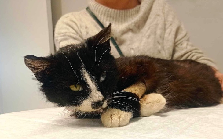 Zbiórka Wsparcie dla kotów w potrzebie - zdjęcie główne