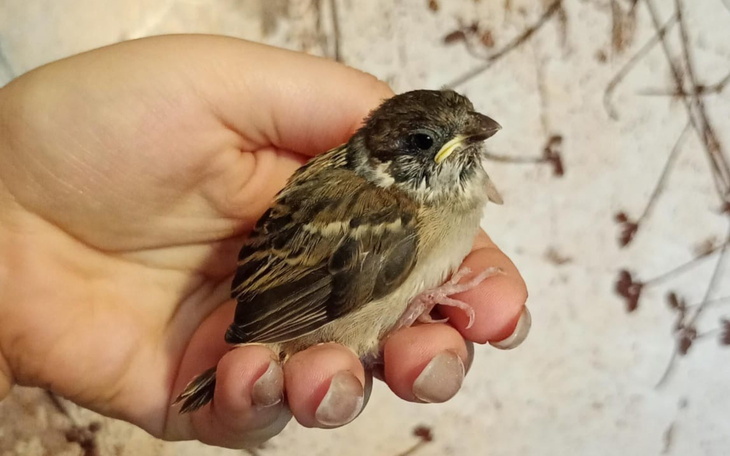 Mały ptak w dłoni, wygląda na młodego i bezbronnego.