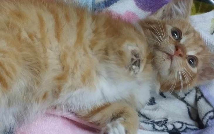 Zbiórka Zjadany żywcem z oderwaną łapką - zdjęcie główne