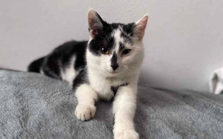 Zbiórka Błagam ratujcie moją kotkę - zdjęcie główne