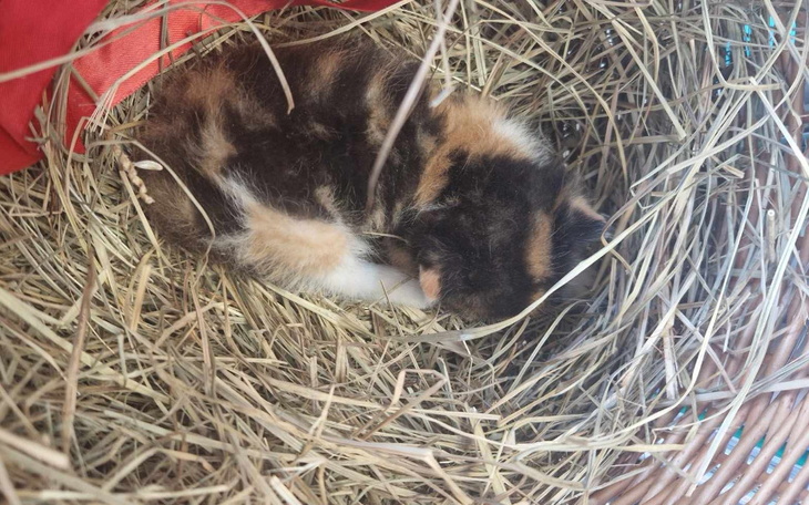 Mały kotek śpiący w sianie.