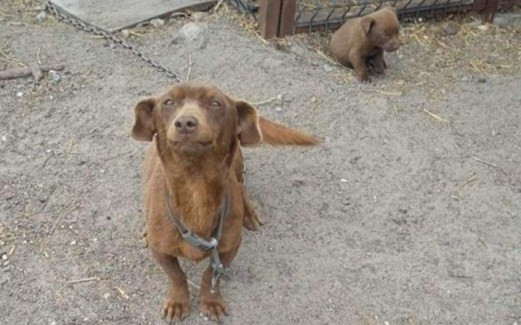 Brązowy pies z szczeniakiem na podwórku, w radosnej pozie.