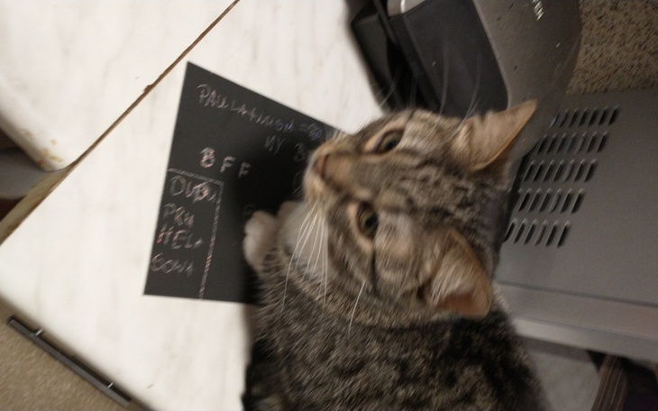 Zbiórka Na wymarzone zwierze - zdjęcie główne