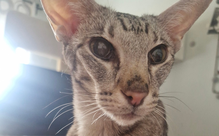 Zbliżenie na kota o dużych oczach.