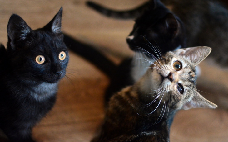 Zbiórka utrzymanie i profilaktyka Kotów. - zdjęcie główne