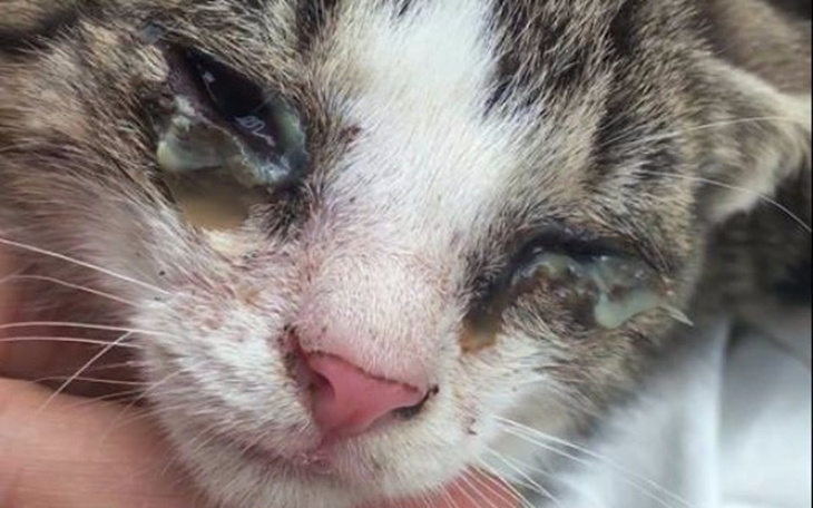 Zbiórka Chore kocięta nie mają nic - zdjęcie główne