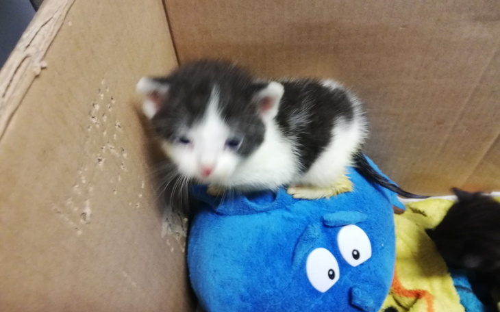 Zbiórka Wyrok - ŚMIERĆ - zdjęcie główne