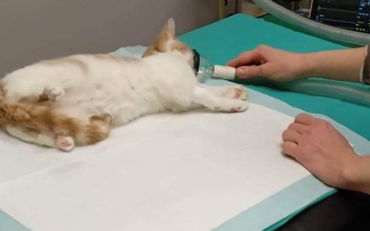 Zbiórka Cieciorek po lepsze jutro - zdjęcie główne