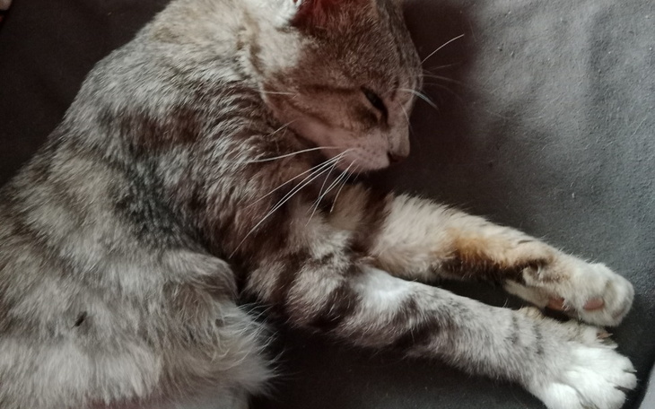 Zbiórka Ile warte jest życie Stefanka - zdjęcie główne