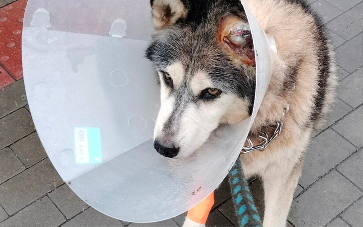 Zbiórka Lek PALLADIA - zdjęcie główne