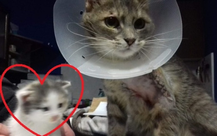 Zbiórka Kocia mama ze złamaną łapką - zdjęcie główne