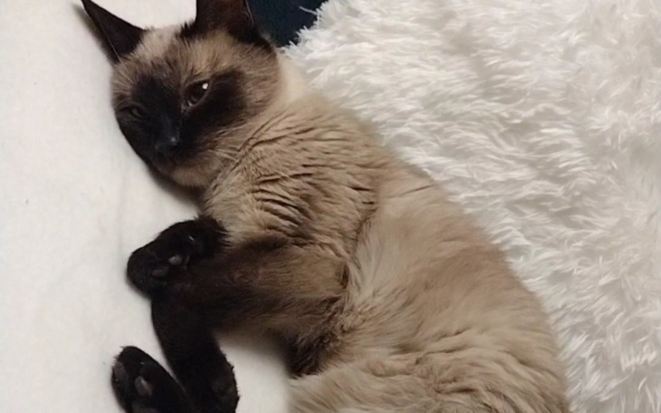 Siamese kot leżący na białym kocu.