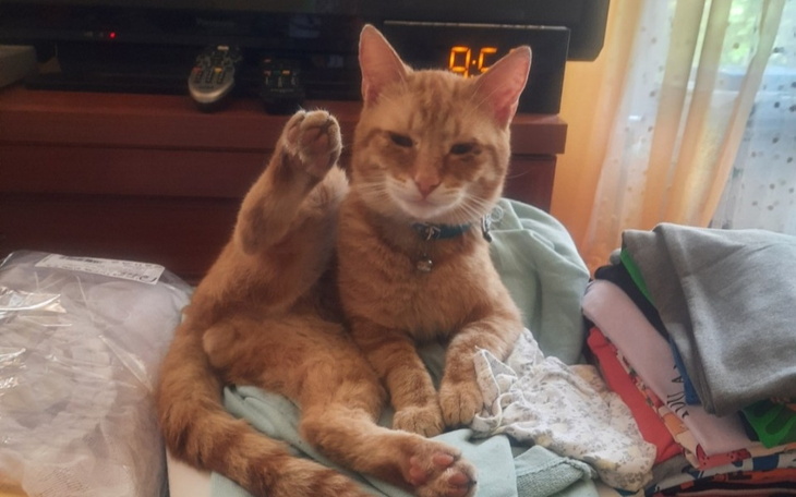 Zbiórka Operacja złamanej szczęki u kota - zdjęcie główne