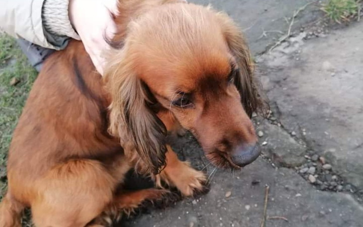 Zbiórka Spaniel z budy . - zdjęcie główne