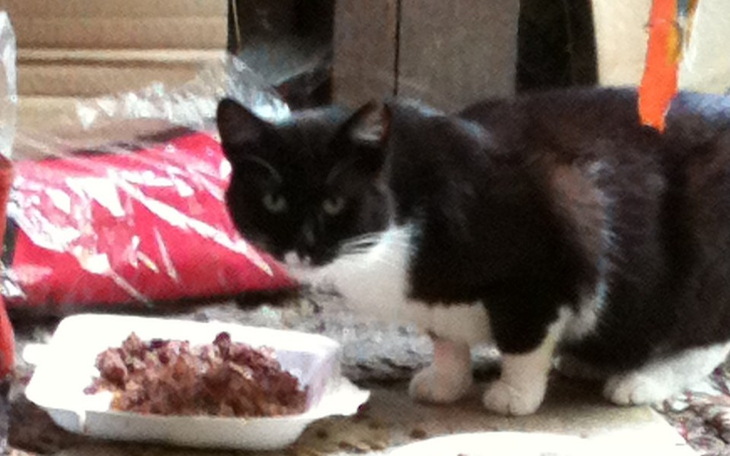 Kot czarno-biały przy misce z jedzeniem.