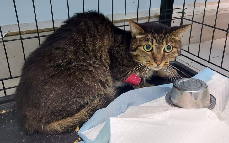 Zbiórka Nerkowy Boluś - zdjęcie główne