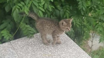 Zbiórka Burasek z posesji w Radzyniu - miniaturka zdjęcia