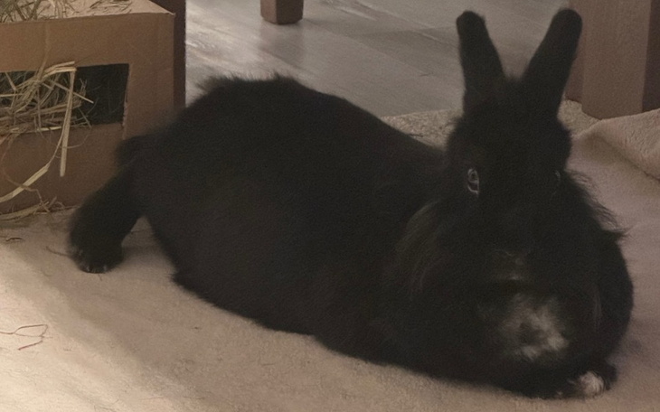 Zbiórka Weterynarz dla chorego Dyzia - zdjęcie główne