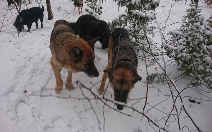 Zbiórka Światło na Święta - zdjęcie główne