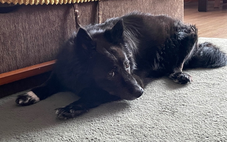 Czarny pies leżący na dywanie, z wyrazem twarzy.