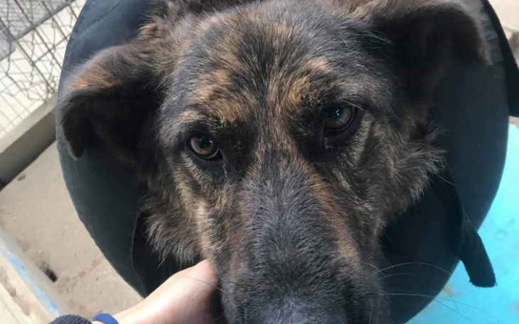 Zbiórka Psiaki Kołnierzaki - zdjęcie główne