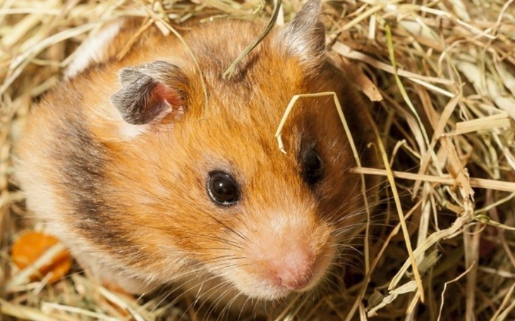 Zbiórka Na chorego chomika - zdjęcie główne