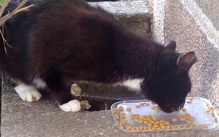 Zbiórka Na pomoc bezdomniaczkom! - zdjęcie główne