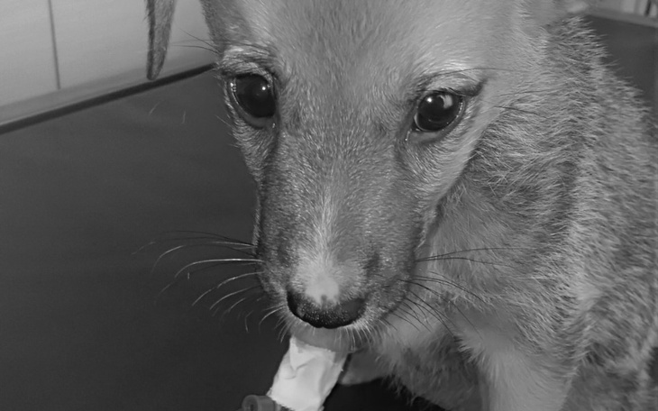 Zbiórka Przegrywamy z wirusami. - zdjęcie główne