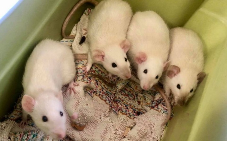 Zbiórka Sierpień w DT "Ogoniaste" - zdjęcie główne