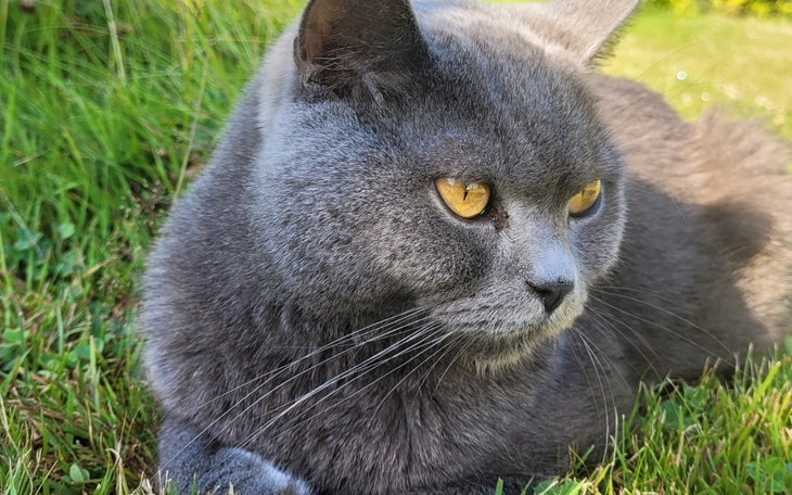 Zbiórka Walka o życie Jaskra - zdjęcie główne