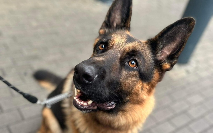 Zbiórka Ratujmy Geralta - zdjęcie główne