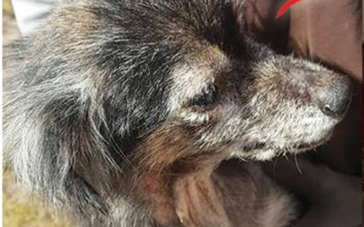 Zbiórka Walka o zdrowie babuszki Lucynki - zdjęcie główne