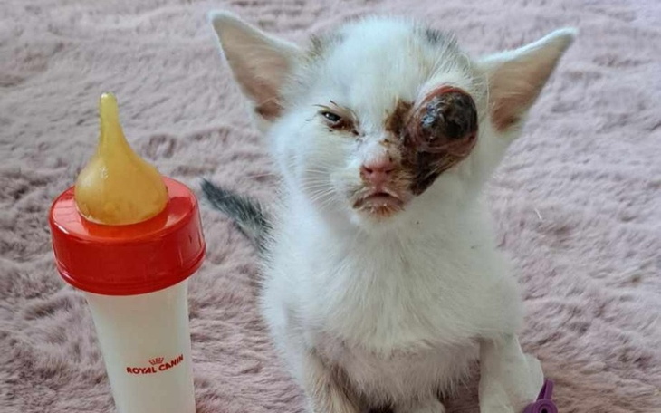 Zbiórka Migotka walczy o życie - zdjęcie główne