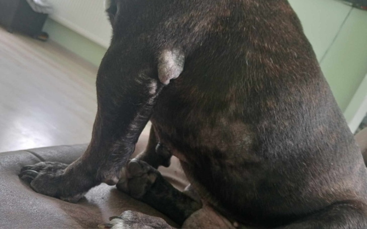 Zbiórka Zbiórka dla chorego psa - zdjęcie główne