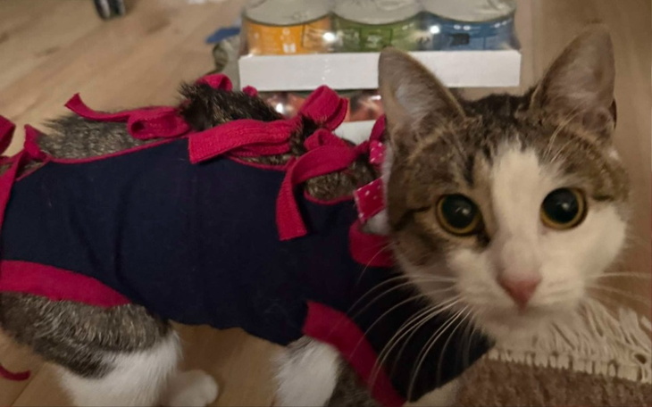 Kot w ubraniu z kokardkami, patrzy w obiektyw.