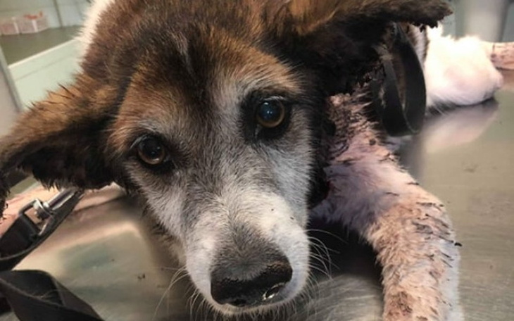 Stary pies leżący na stole, z wyraźnym zmęczeniem.