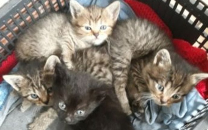 Zbiórka pomoc dla bezdomniaków - zdjęcie główne