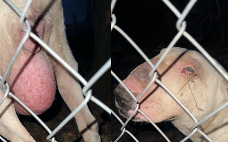 Zbliżenie na psa w klatce, z widocznymi emocjami.