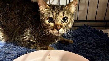 Zbiórka Nie mamy już karmy dla chorusków - miniaturka zdjęcia