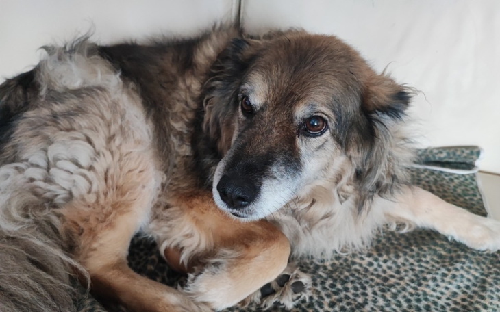 Zbiórka Pomoc dla Odi... - zdjęcie główne